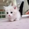 Cute kitty 🐱 ❤💕 14