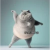 🧿Gatos Gatitos🐱🐈 11