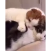 Pussykittys 5
