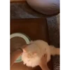 Pussykittys 6