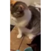 Pussykittys 7