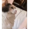 Pussykittys 8