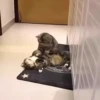 Animals 4 15
