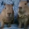 Capibara 2 MOV 15