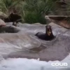 OTTERS 15