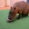 Capibara 2 MOV 16