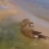 Capibara 2 MOV 17