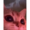 Cats  @stckrRobot 14