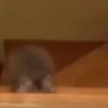 Animals 4 16