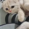 Animals 4 17