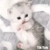 Cute kitty 🐱 ❤💕 15