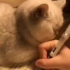 Animals 4 18