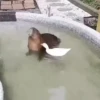 Capibara 2 MOV 18