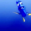 Finding Nemo 15