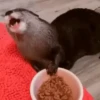 OTTERS 16