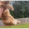 Pussykittys 9