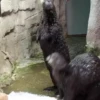 OTTERS 17
