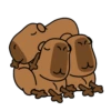 Código carpincho 15