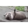 OTTERS 18