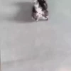 Kittens 21