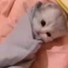 kittenwow 16