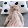 Cute kitty 🐱 ❤💕 18