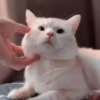 Animals 4 22