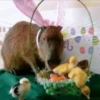 Capibara 2 MOV 19