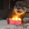 OTTERS 19