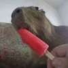 Capibara 2 MOV 20