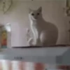 Cats  @stckrRobot 18