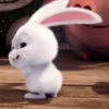Cutu rabbit 🐇🐰 ❤ @r_squared_rishabh — @stckrRobot 21