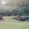 Capibara 2 MOV 21