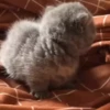 @cgifs Cats 20