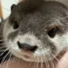 OTTERS 20