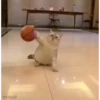 Cute kitty 🐱 ❤💕 20