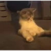 Cats  @stckrRobot 19