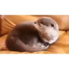 OTTERS 21
