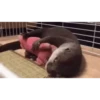 OTTERS 22