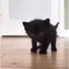 Cute kitty 🐱 ❤💕 21