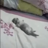 Cats  @stckrRobot 21