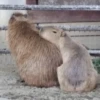 Capibara 2 MOV 22