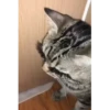 Pussykittys 11