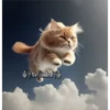 🧿Gatos Gatitos🐱🐈 20