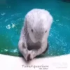 OTTERS 23