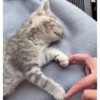 Cats  @stckrRobot 24