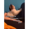 Pussykittys 13