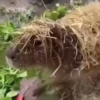 Capibara 2 MOV 23