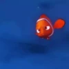 Finding Nemo 21
