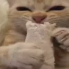 Cats  @stckrRobot 25